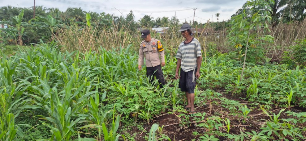 Bhabinkamtibmas Polsek Pelangiran Cek Progres Tanaman Hortikultura, Hasil Pertumbuhan Menggembirakan