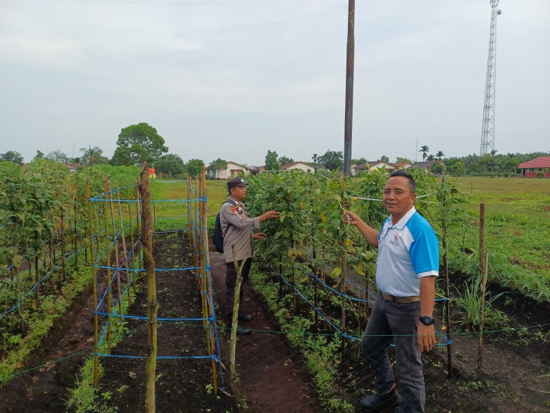 Dukung Ketahanan Pangan, BRIPKA Sapta Sampurno Monitoring Pertumbuhan Kacang Panjang Warga