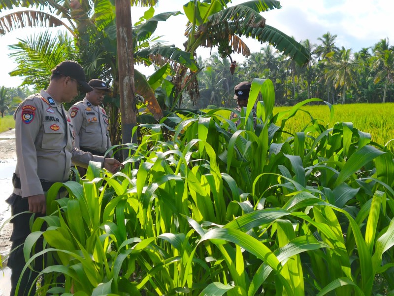 Pekarangan Polsek Disulap Jadi Kebun Jagung, Polsek Sungai Batang Dukung Ketahanan Pangan Nasional