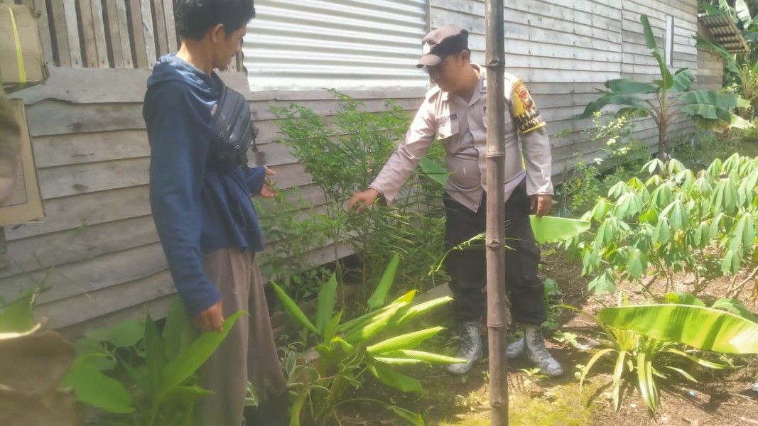 Babinkamtibmas Sei Rukam Tingkatkan Produktifitas Tanaman Cabe