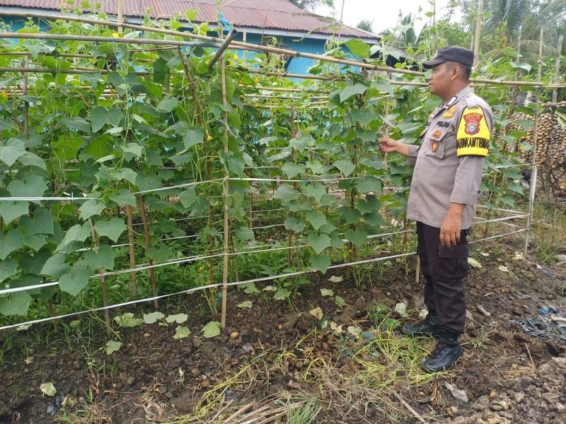 Bhabinkamtibmas Polsek Pelangiran Pantau Fase Generatif Tanaman Mentimun di Rotan Semelur
