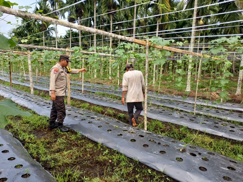 Tanaman Gambas Warga Desa Rotan Semelur Tumbuh Subur, Bhabinkamtibmas Polsek Pelangiran Lakukan Pemantauan Rutin