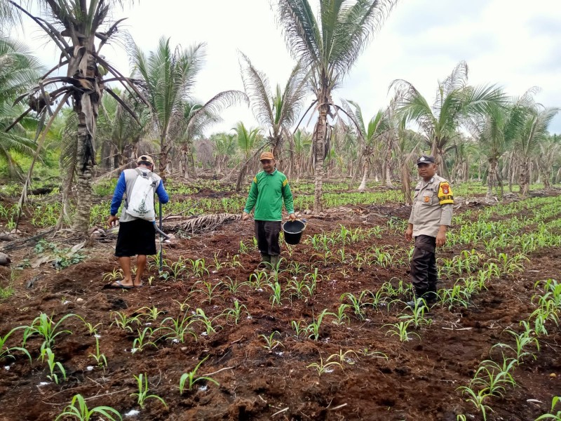 Usia Tanam 4 Minggu, Jagung Desa Catur Karya Tumbuh Subur Dipantau Bhabinkamtibmas Polsek Pelangiran