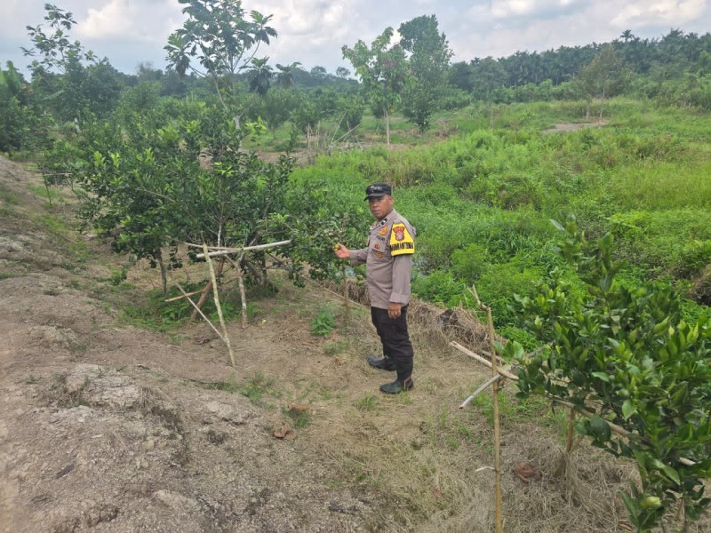 Dorong Ketahanan Pangan, Polsek Pelangiran Pantau Pemanfaatan Lahan Produktif Milik Warga di Kecamatan Pelangiran