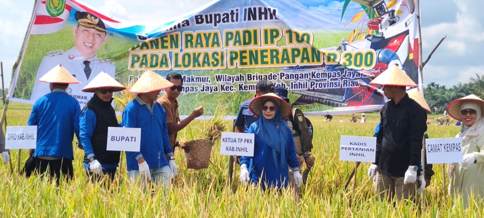 Galeri Bupati Inhil Panen Raya IP 300 di Kempas Jaya