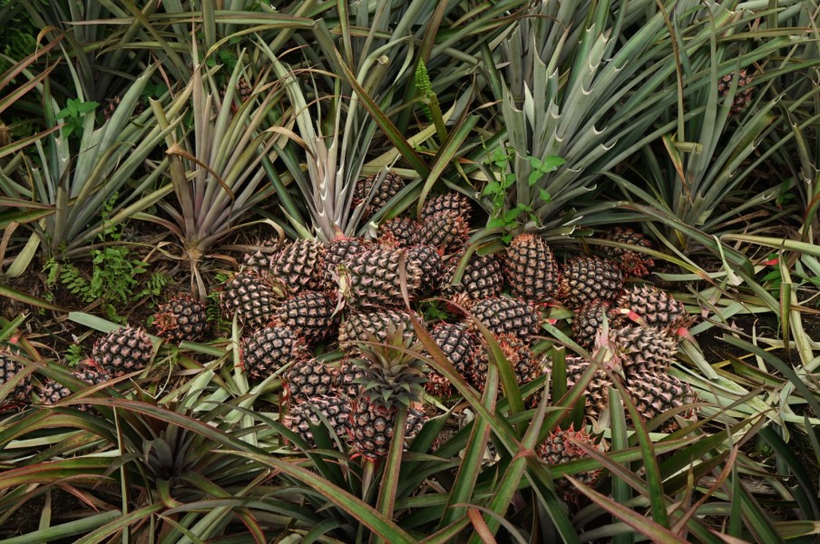 Gandeng Koperasi dan Petani, Program CSR PT RSUP Divisi Perkebunan Berhasil Cetak Panen Perdana 24 Ribu Nanas