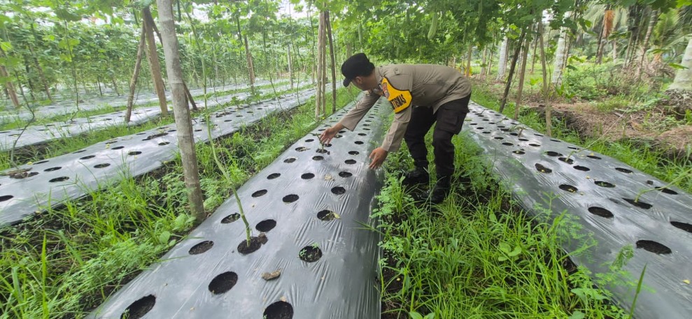Bhabinkamtibmas Polsek Pelangiran Monitoring Perawatan Kebun Sayuran Warga