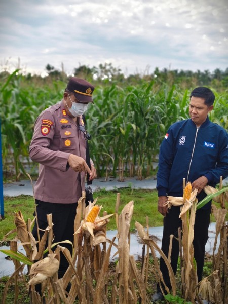 Dari Pengecekan hingga Panen: Kapolsek Awasi Ketahanan Pangan PT. RSUP