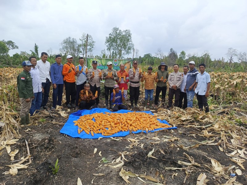 Polsek Enok Dukung Program Asta Cita: Panen Raya Jagung di Desa Simpang Tiga, Optimalkan Potensi Lokal untuk Ketahanan Pangan