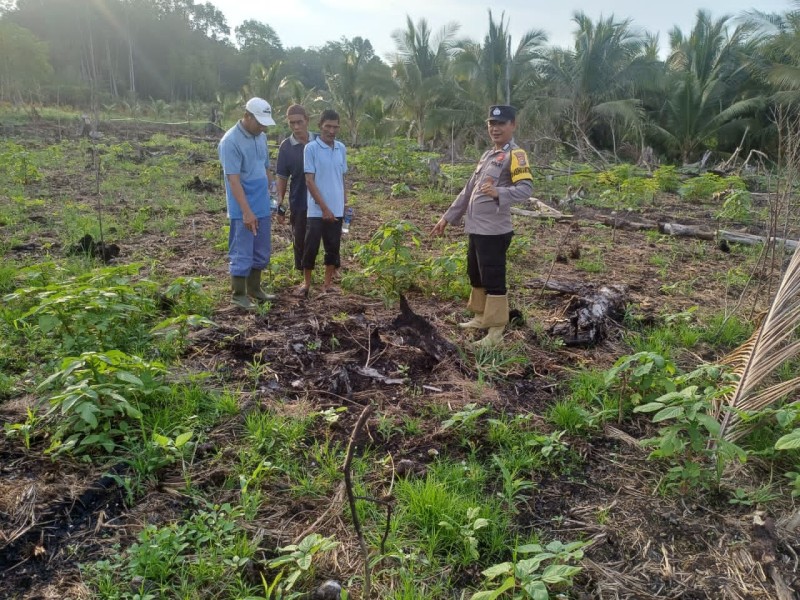 Bhabinkamtibmas Polsek Concong Jaga Pemeliharaan Tanaman Hortikultura Jagung di Panglima Raja