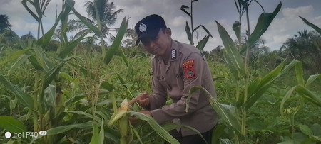 Dukung Asta Cita Presiden, Bhabinkamtibmas Concong Pantau Lahan Jagung Monokultur di Desa Concong Tengah