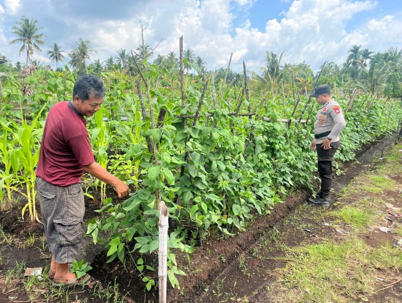 Babinkamtibmas Polsek Pulau Burung Optimalkan Potensi Ketahanan Pangan Melalui Program Holtikultura Kacang Panjang