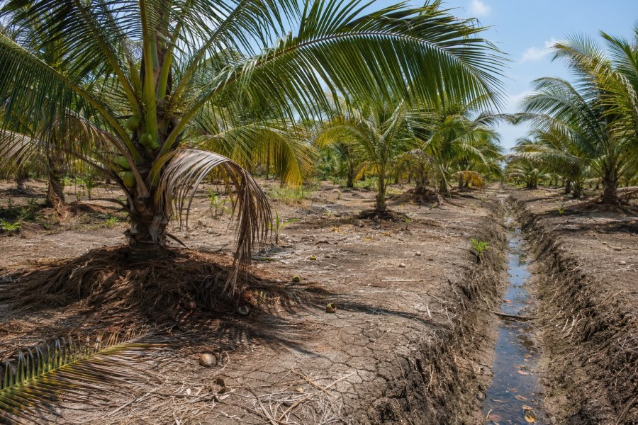 BRIN Ingatkan Petani Kelapa: Dampak Kemarau 2026 Baru Terlihat pada Panen 2028