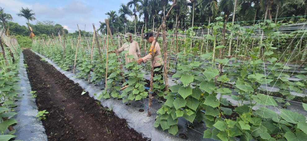 Tanaman Timun dan Gambas Berkembang Baik, Bhabinkamtibmas Pelangiran Lakukan Monitoring Langsung