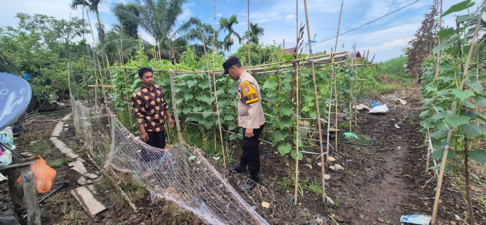 Bhabinkamtibmas Polsek Pelangiran Monitoring Kebun Sayuran Poktan di Tagagiri Tama Jaya