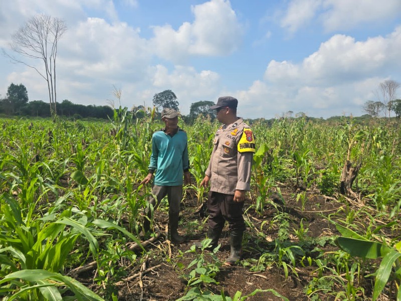 Bhabinkamtibmas Polsek Pelangiran Aktif Dampingi Petani, Ketahanan Pangan di Desa Tanjung Simpang Terus Diperkuat