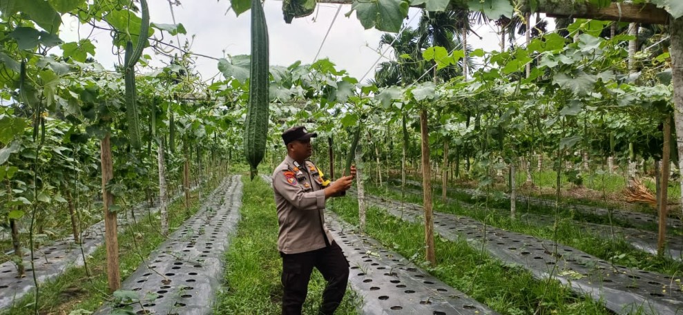 Babinkamtibmas Polsek Pelangiran Dampingi Petani Gambas dalam Perawatan Tanaman