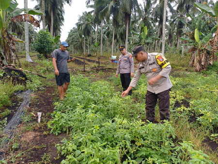 Dukung Ketahanan Pangan, Kapolsek Pelangiran Tinjau Perkembangan Kebun Kacang Tanah Warga