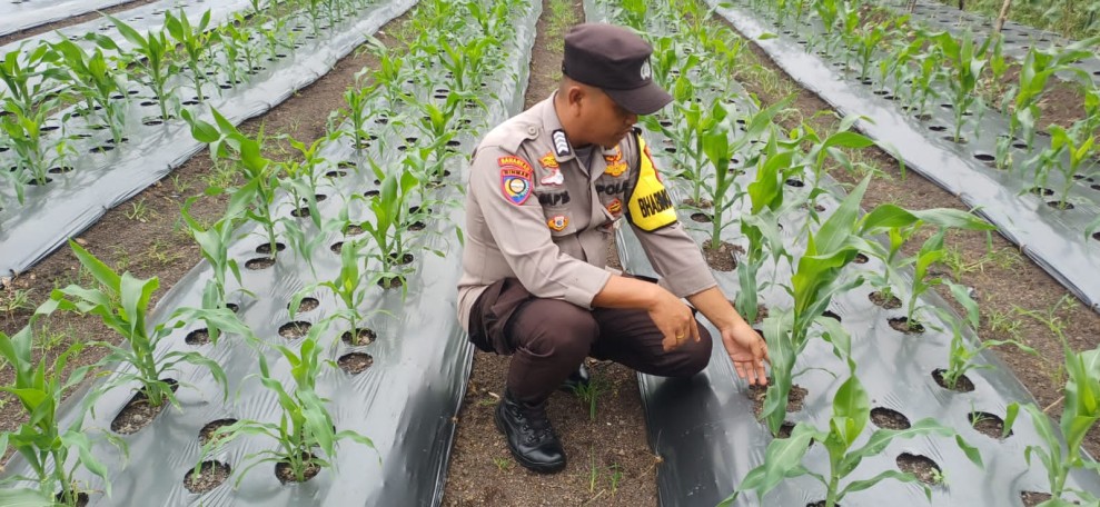 Kapolsek Pelangiran Apresiasi Dedikasi Bhabinkamtibmas dalam Mendampingi Petani Jagung Melalui Pemantauan Rutin