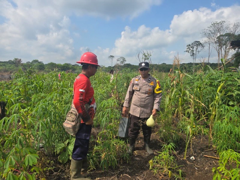 Diversifikasi Pangan di Kawasan Industri, Polsek Pelangiran dan PT Ria Kembangkan Lahan Produktif di Desa Tanjung Simpang