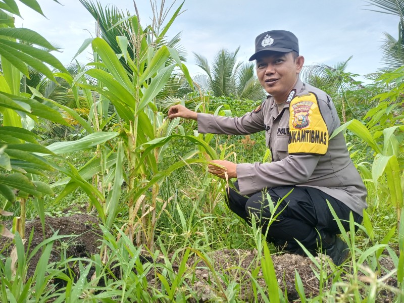 Jadi Motor Gotong Royong, Bhabinkamtibmas Polsek Concong Ajak Warga Rawat Jagung demi Asta Cita