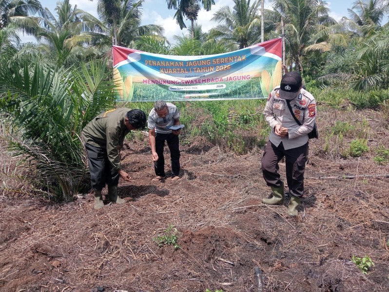 Babinkamtibmas Polsek Pelangiran Bersinergi dengan BUMDes Taruna Jaya Gelar Penanaman Jagung Perdana Dukung Swasembada Pangan