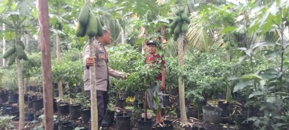 Sambang Sambil Mengawal Produksi, AIPDA R.P Gultom Pantau Perkembangan Hortikultura di Desa Manunggal Jaya