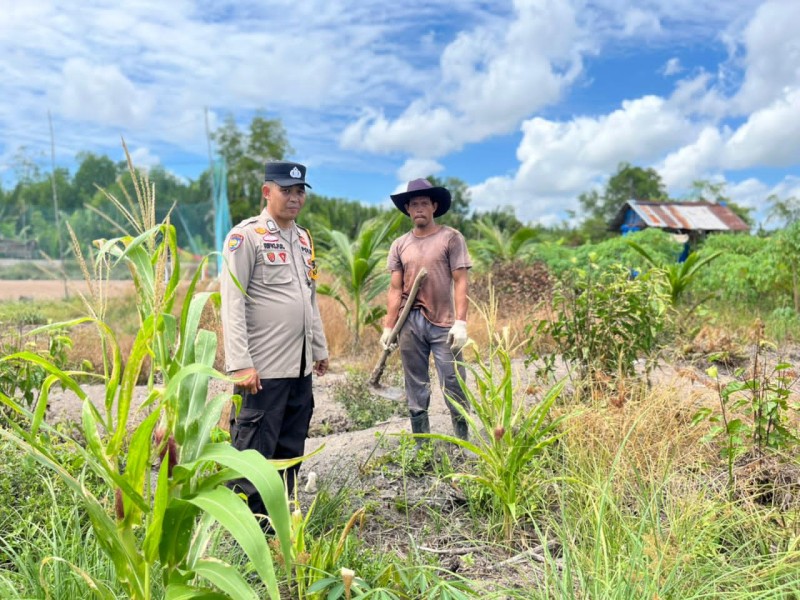 BRIPKA Rifki Pribadi Rutin Cek Tanaman Jagung Desa Sungai Berapit, Kapolsek Concong Tegaskan Dukungan Asta Cita