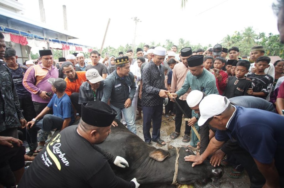 Kebersamaan Iduladha di Keritang, Bupati Herman Ikut Sembelih Sapi Qurban Presiden RI