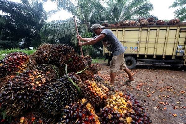 Harga TBS Di Riau Mendadak Turun drastis, Ini Penyebabnya 