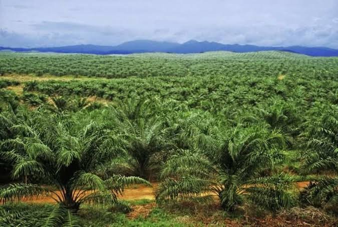 Deretan Konglomerat RI yang Kaya Raya Berkat Kelapa Sawit